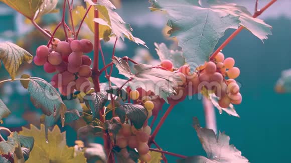 葡萄挂在灌木丛上成熟视频的预览图