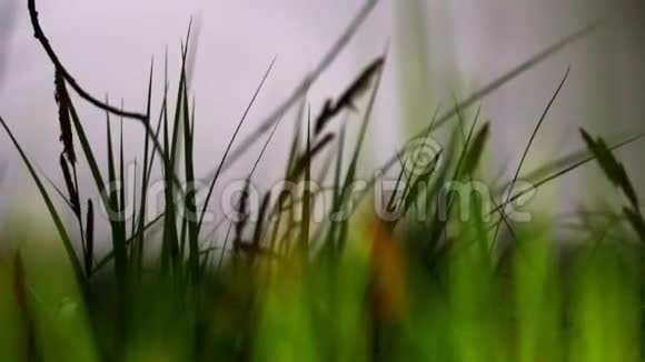 在风中摇曳的美丽草柱的特写视频的预览图