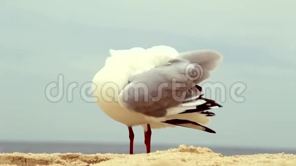 沙滩上的海鸥视频的预览图