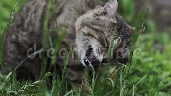 春天嫩绿草地上一只古老的灰色冷静的猫咀嚼特写视频的预览图