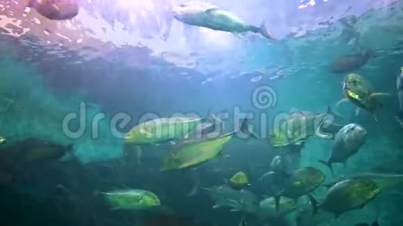 一群鱼正在一个珊瑚礁的蓝海下游泳4K视频的预览图