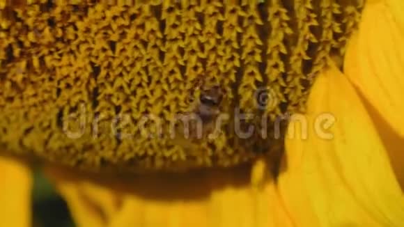 麦科蜜蜂栖息在向日葵的花朵上清晨洗净视频的预览图