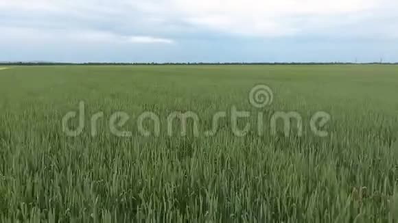 无人驾驶飞机在播种谷物的田野上刮胡子视频的预览图