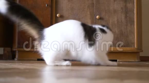 有趣的白猫抓住了地板上的激光点视频的预览图