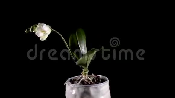 一朵白色的兰花在黑色的背景上旋转视频的预览图