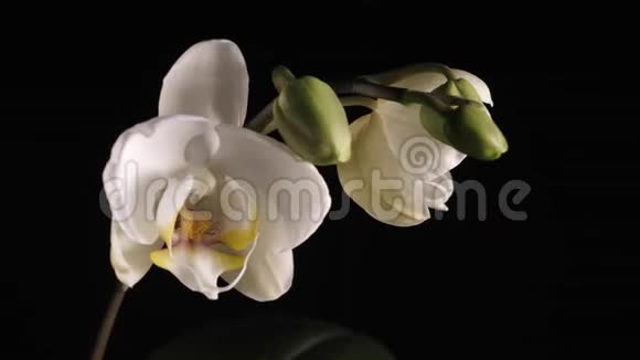 一朵白色的兰花在黑色的背景上旋转视频的预览图
