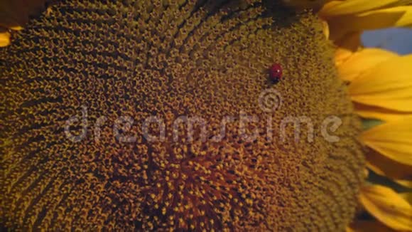 特写镜头瓢虫在一朵盛开的向日葵上视频的预览图