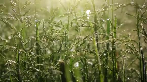 露水滴在晨草上视频的预览图