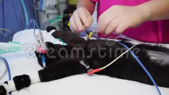 兽医把心电图机的镊子放在猫身上视频的预览图