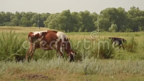 一头薄薄的脏牛在草地上嚼草视频的预览图