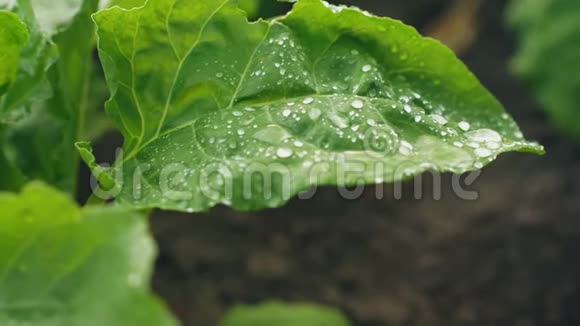 甜菜带水滴的绿叶视频的预览图