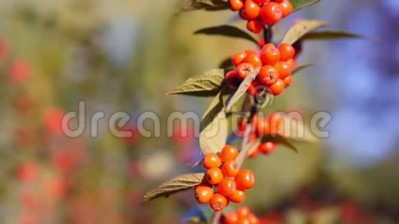 秋天的野生浆果山茱萸是一种灌木其果实用于食品和医疗行业有视频的预览图