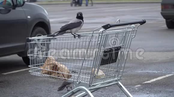 明斯克白俄罗斯2019年11月一只灰乌鸦啄着扔在篮子里的面包视频的预览图