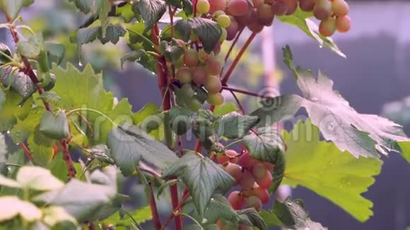 葡萄挂在灌木丛上成熟视频的预览图