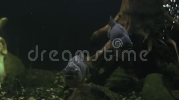 水族馆中的一对Piranha鱼浆特写镜头视频的预览图