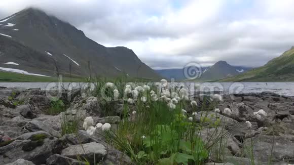 哈达塔格诺湖岸边的棉花草花极地Urals俄罗斯视频的预览图