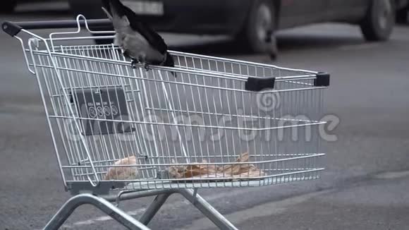 明斯克白俄罗斯2019年11月一只灰乌鸦啄着扔在篮子里的面包视频的预览图