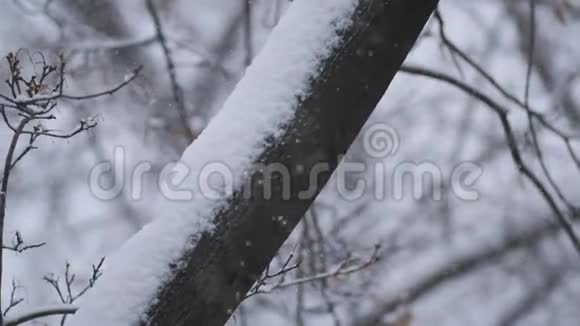灰色的冬季景观雪慢慢地睡着了视频的预览图