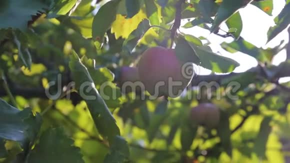 阳光下树枝上的苹果果实视频的预览图