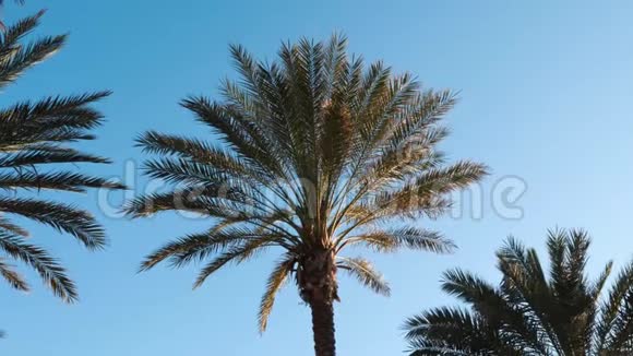 绿色的棕榈树对抗蓝天一群棕榈树在天空中摇曳棕榈叶在风中摇曳视频的预览图