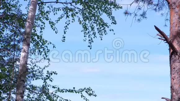 大自然透过森林两边的树木在蓝色多云的天空中观看视频的预览图