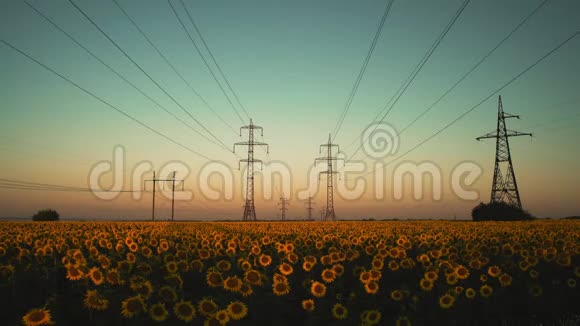 太阳升起的太阳照耀下的动力线背景上的葵花田视频的预览图