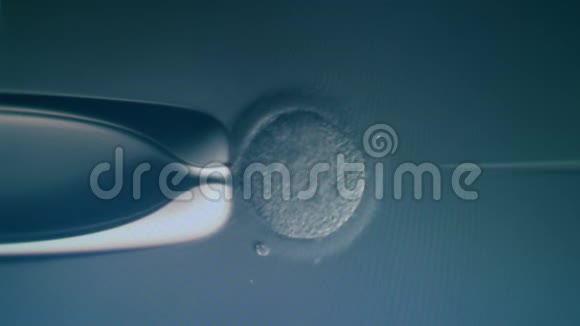 卵细胞在显微镜下受精体外受精体外受精过程视频的预览图
