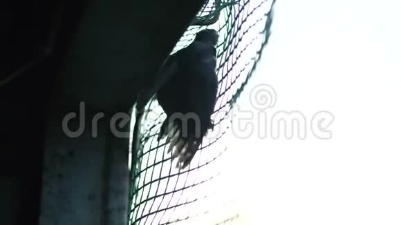 鸟在笼子里鸟被关起来视频的预览图