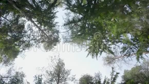夏日绿林中的树顶视频的预览图