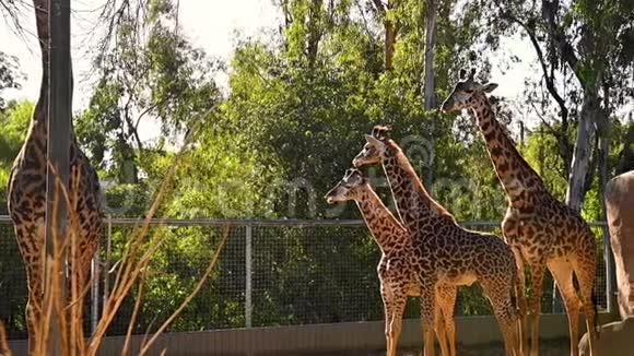 长颈鹿一家带着小动物站在他们的围栏里观看视频的预览图