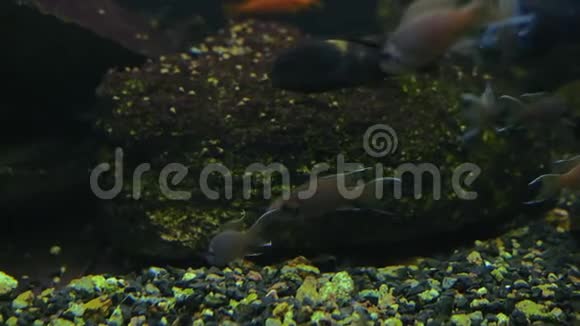 与其他鱼类在水族馆中的近距离小鱼黑色极光游泳视频的预览图
