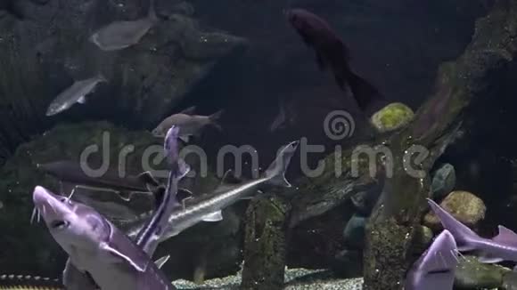 鲟鱼和其他鱼类漂浮在水中视频的预览图
