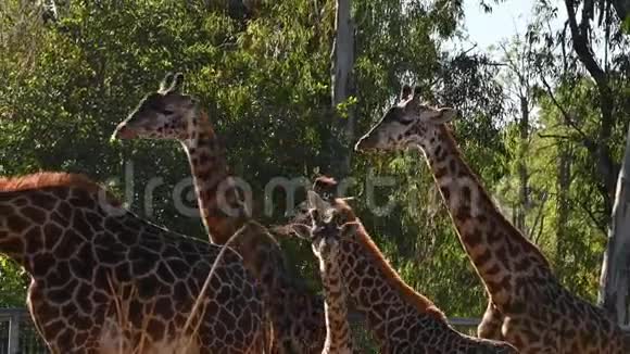 长颈鹿家族的特写镜头小动物在他们的围栏里视频的预览图