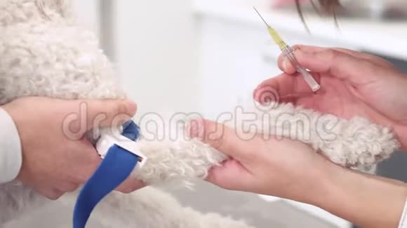 兽医通过外周导管放置静脉管路兽医诊所的狗宠物保健视频的预览图