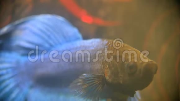 贝塔暹罗蓝黑斗鱼美丽的家水族馆在脏水里关门视频的预览图