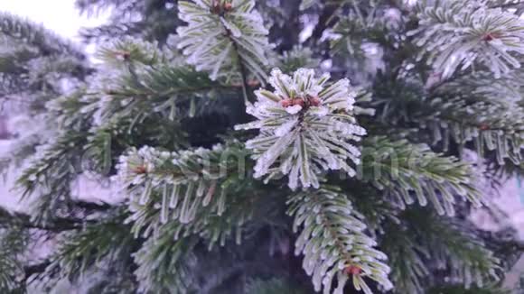 松树树枝的特写镜头视频的预览图
