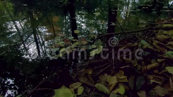 秋天的雨天落叶和树在湖上的倒影视频的预览图