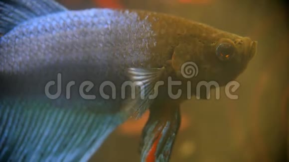 贝塔暹罗蓝黑斗鱼美丽的家水族馆在脏水里关门视频的预览图