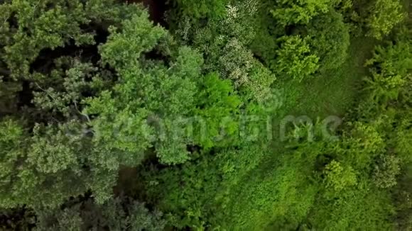 无人机视野4K从上到下观林地神秘森林树木视频的预览图