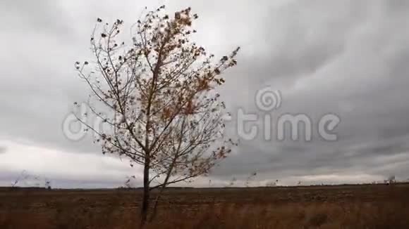 独自秋树在田间时光流逝视频的预览图