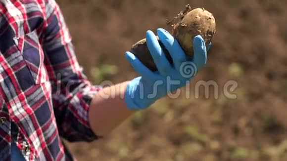 农民拿着刚挖好的土豆背景是一台正在工作的拖拉机视频的预览图