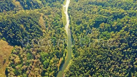 全景森林和河流从空中在树林和灌木丛中飞行从河上拍摄视频的预览图