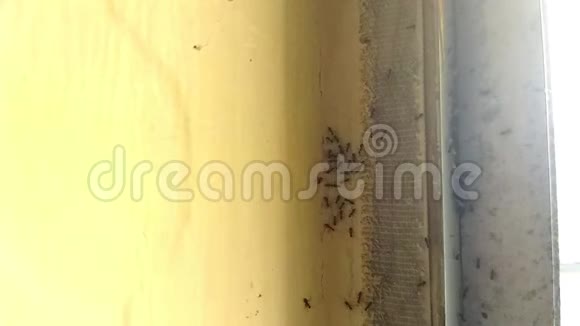 黑园蚂蚁活动靠近窗户视频的预览图