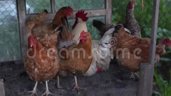 农村鸡舍中的肉桂和公鸡视频的预览图