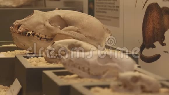 科学化石博物馆的动物头骨视频的预览图