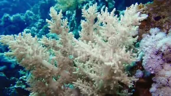 柔软的珊瑚西兰花和五颜六色的鱼西兰花珊瑚树木园和五颜六色的鱼图片视频的预览图
