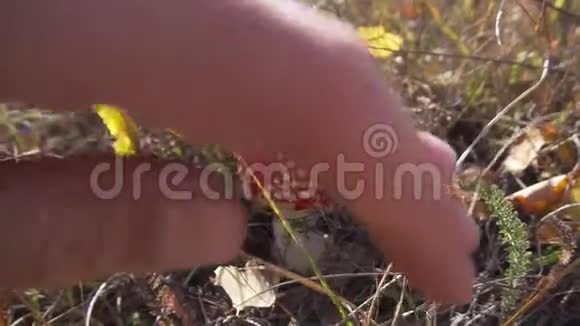 男人手触摸草地草地上的小可爱毒红菇视频的预览图
