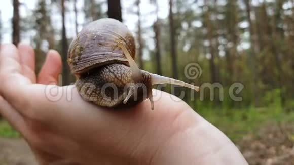 雄性手带壳的蜗牛野生动物观察森林动物自然视频的预览图