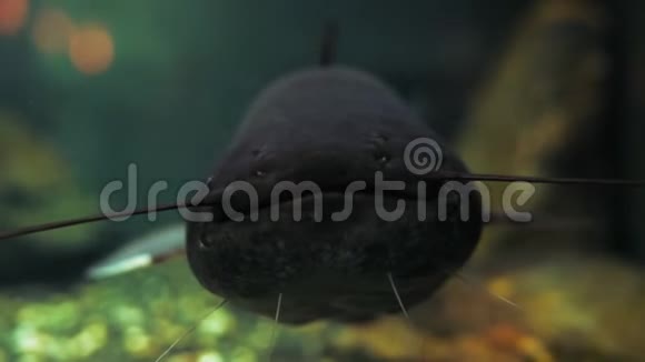 特写镜头鱼在水族馆游泳视频的预览图