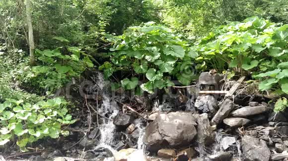 从山林景观中流出的瀑布快速流动的液体在岩石和绿色的山毛榉之间流动视频的预览图